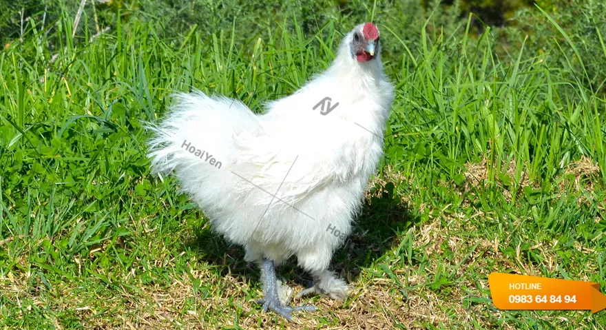 kinh-nghiem-nuoi-ga-ac-1 Mô hình nuôi gà ác thả vườn kết hợp không gian xanh tự nhiên giúp nâng cao chất lượng trứng