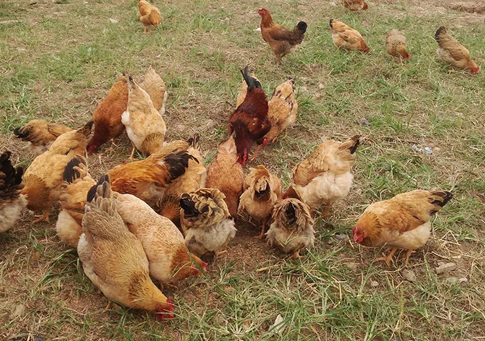 Mô hình nuôi gà thả vườn tận dụng diện tích sẵn có để tối ưu hóa lợi nhuận