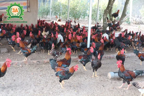Mô hình nuôi gà Mía thả vườn sân sau mang lại chất lượng thịt dai ngọt tự nhiên
