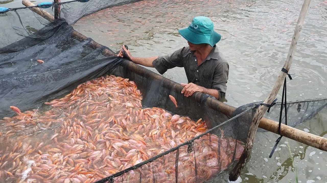 Cá diêu hồng nuôi trong bể nhựa có chất lượng thịt thơm ngon không kém nuôi ao