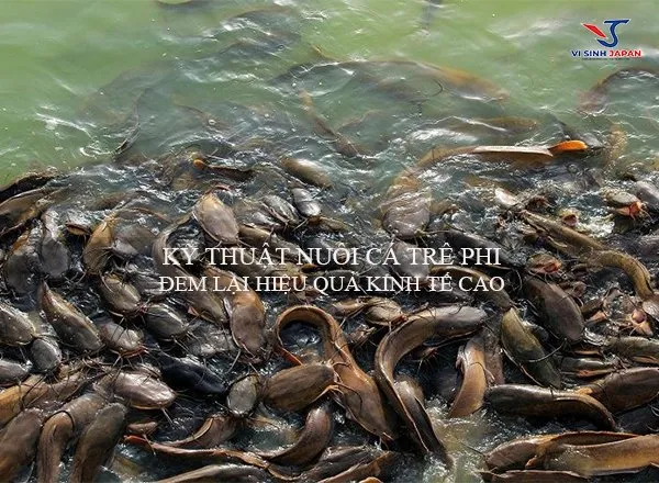 Thu hoạch và phân loại cá trê lai để đảm bảo giá trị thương phẩm cao nhất trên thị trường