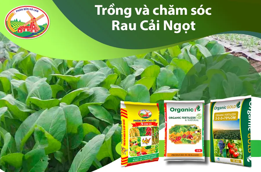 Chăm sóc rau cải Hà Lan định kỳ bằng các biện pháp hữu cơ giúp cây phát triển khỏe mạnh