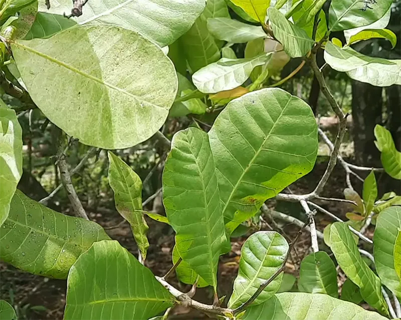 Lá điều xanh dày và tán cây cân đối nhờ được cung cấp đầy đủ phân kẽm