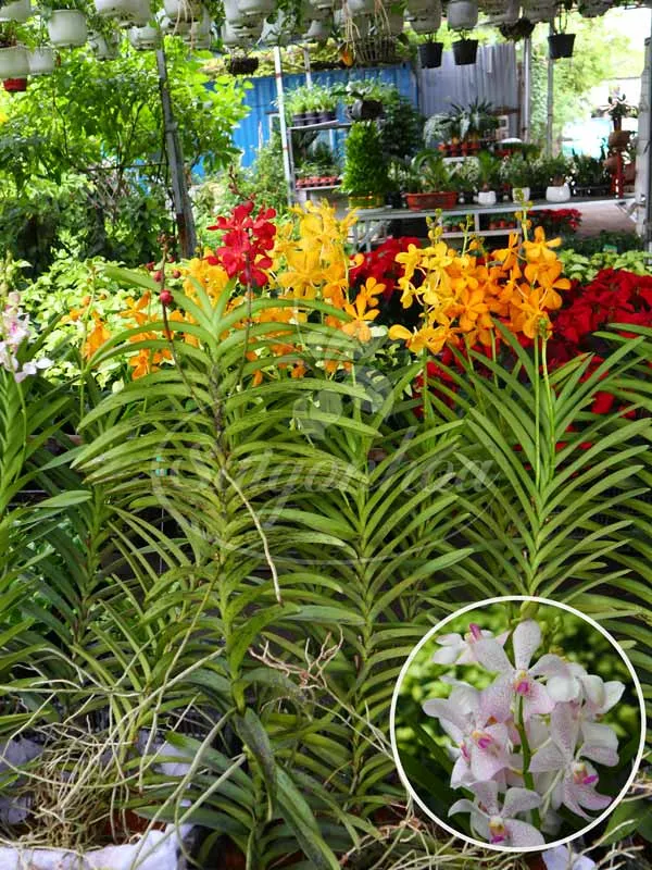 Vườn hoa lan Mokara khoe sắc rực rỡ nhờ lựa chọn đúng loại giá thể tối ưu