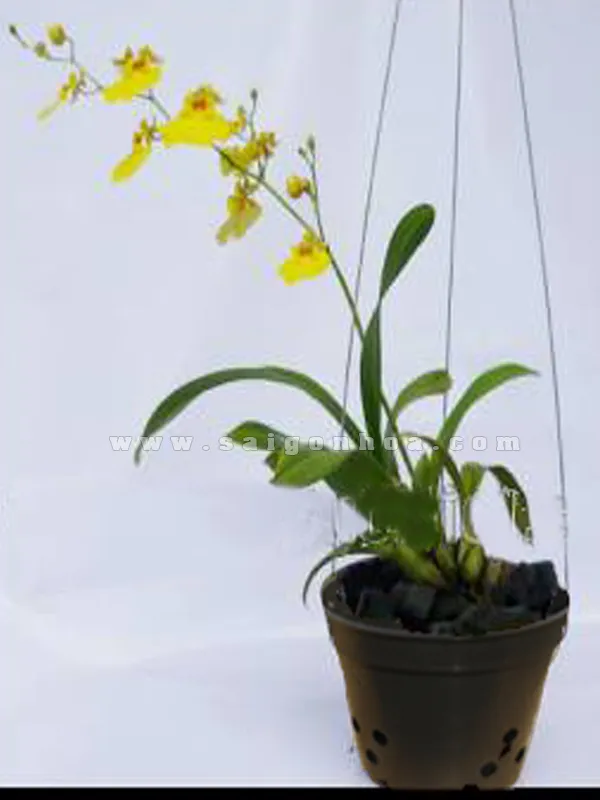 Thành quả ngọt ngào khi chọn đúng loại giá thể cho lan Oncidium mini