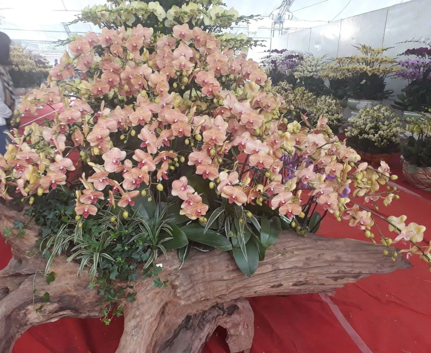 Hệ thống vườn lan quy mô sử dụng gỗ lũa làm giá thể chủ đạo