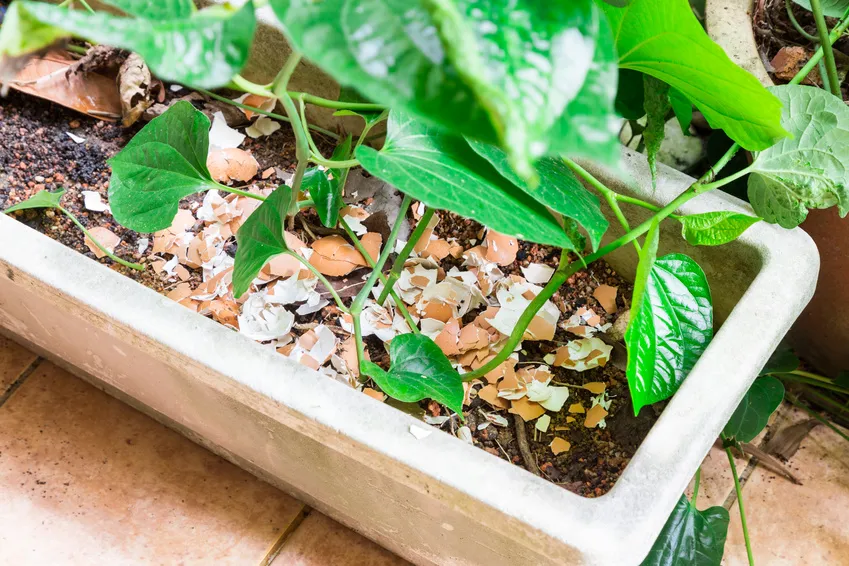 Nghiền nhỏ vỏ sò giúp tăng diện tích tiếp xúc và đẩy nhanh quá trình giải phóng canxi vào đất