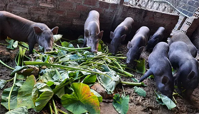Mô hình nuôi heo rừng chuồng mini đang là xu hướng nông nghiệp đô thị hiệu quả