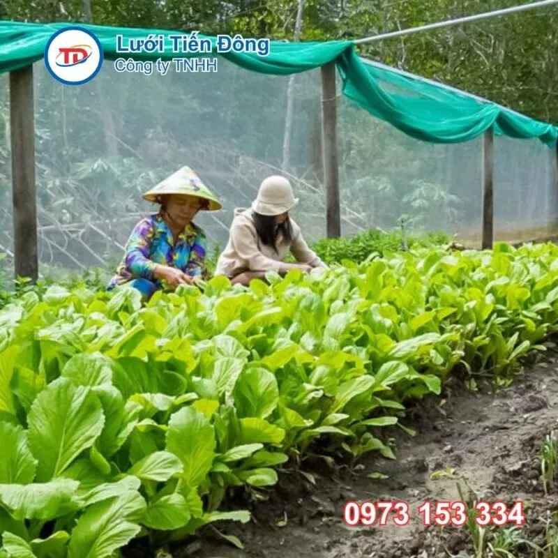 Thành quả vườn rau sạch năng suất cao nhờ ứng dụng đúng kỹ thuật lưới che nắng 75 UV