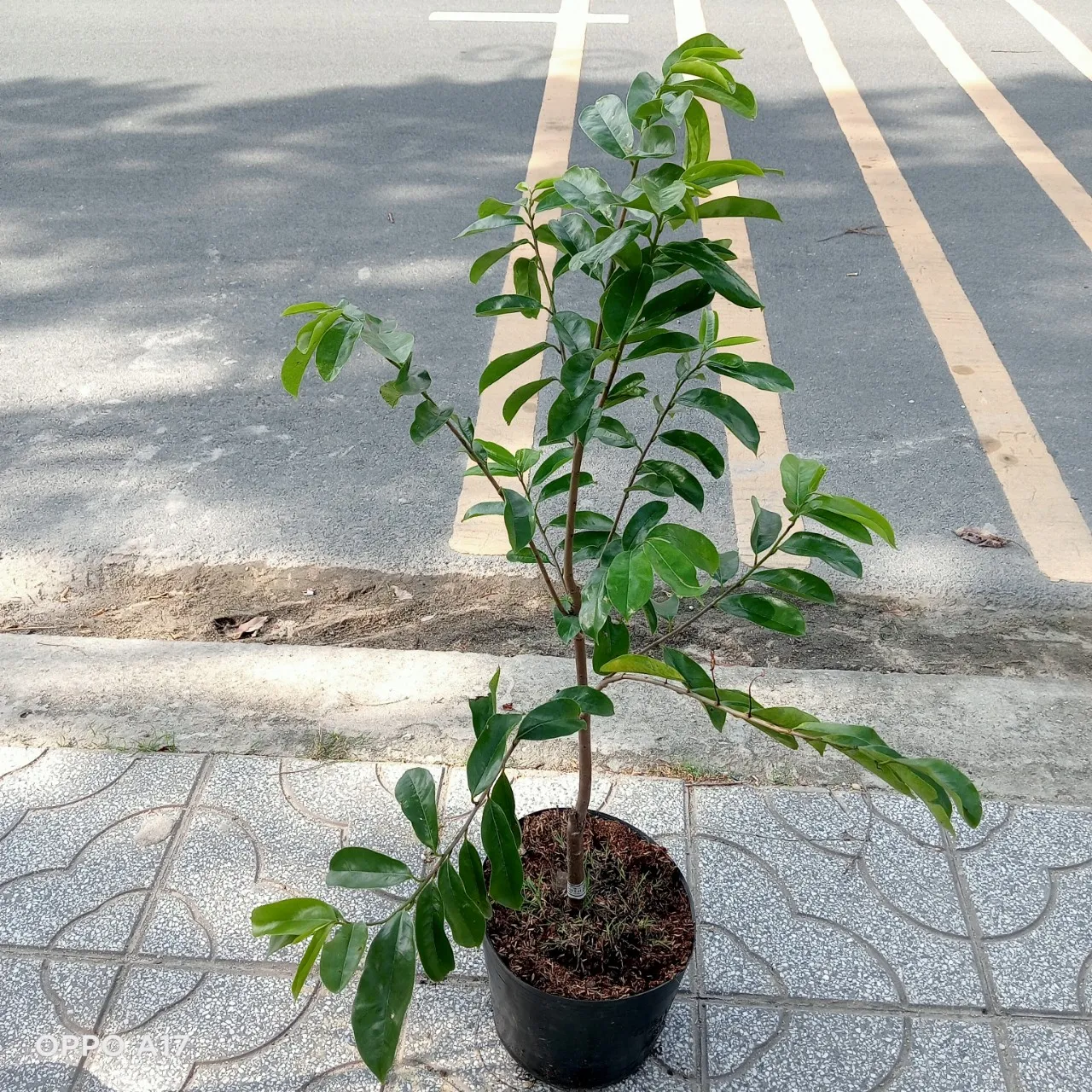 Quản lý dinh dưỡng và độ ẩm tốt sẽ hạn chế tối đa tình trạng rụng trái non trên mãng cầu xiêm