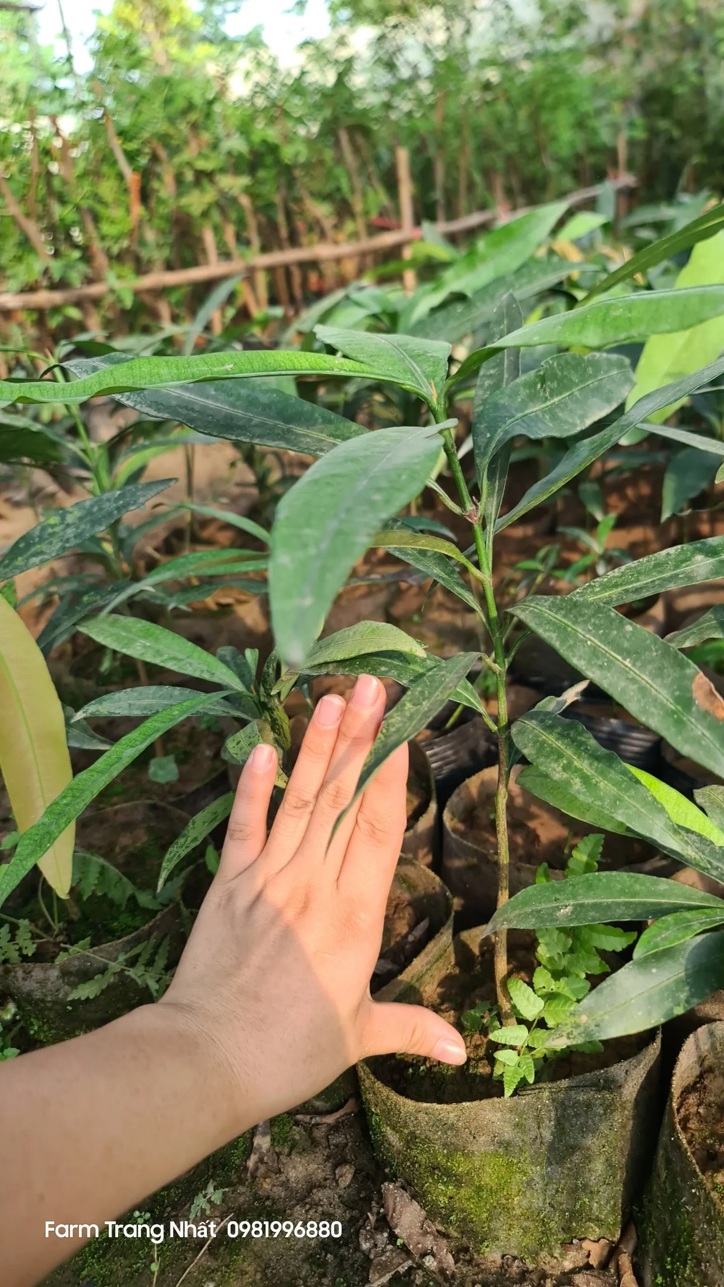 Lựa chọn cây giống và chuẩn bị giá thể là nền móng cho sự phát triển của cây