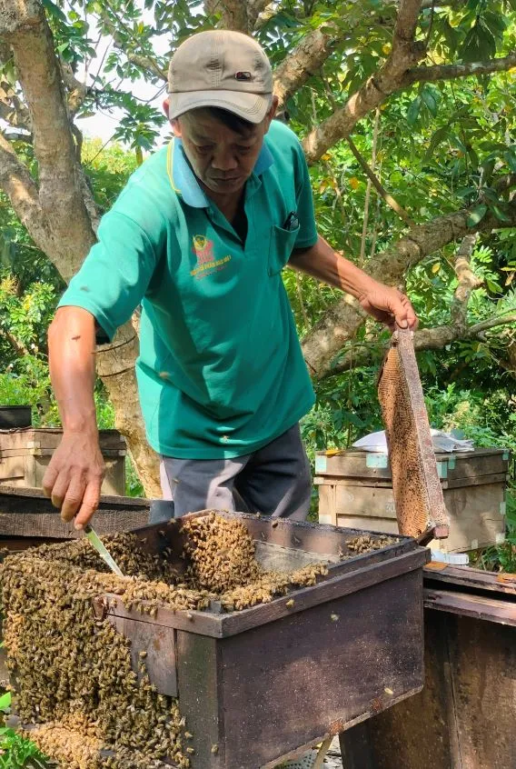 Mô hình nuôi ong mật vườn nhà mang lại giá trị kinh tế và sức khỏe bền vững