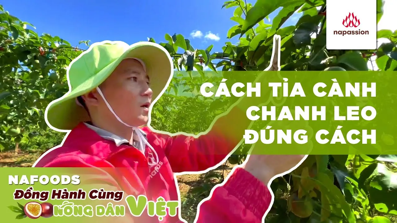 maxresdefault-11 Việc cắt tỉa định kỳ giúp giàn chanh leo thông thoáng và năng suất hơn