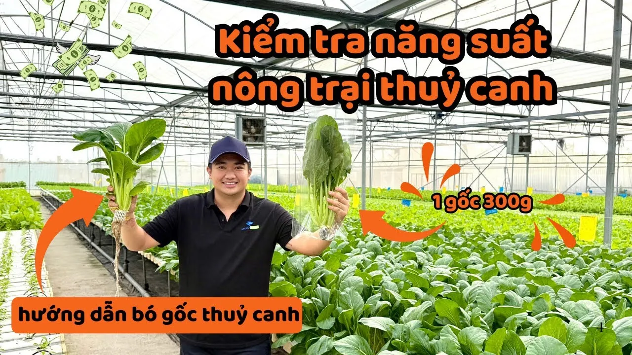 Kỹ thuật thu hoạch để lại gốc giúp rau muống tái sinh nhiều lần tăng năng suất