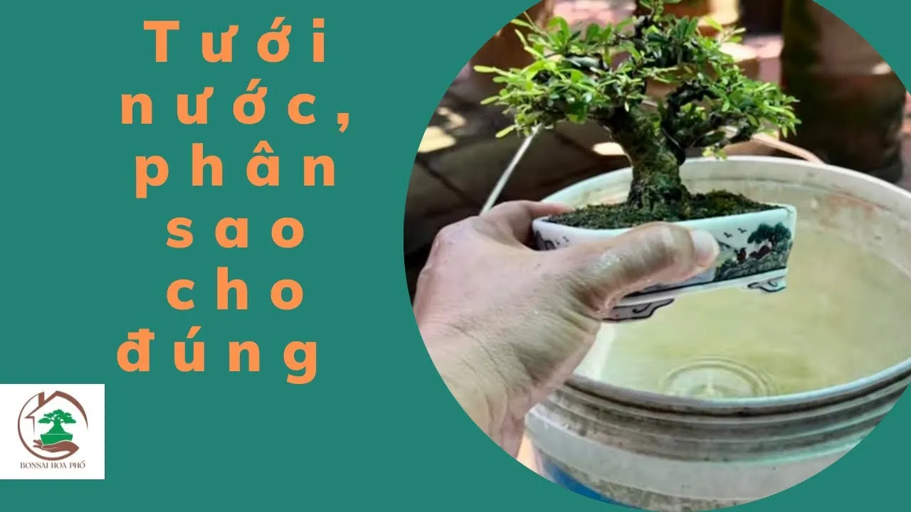 maxresdefault-18 Kiểm soát độ ẩm đất là yếu tố then chốt giúp cây cam bonsai phát triển khỏe mạnh