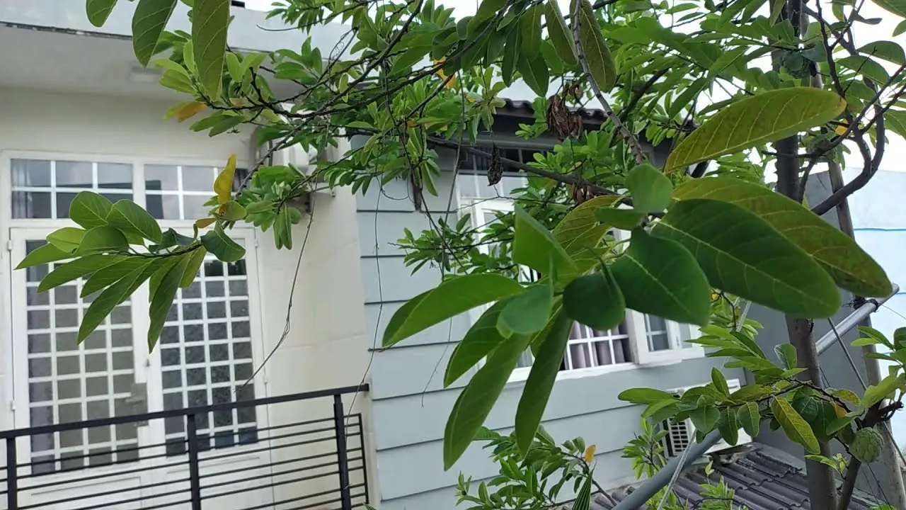 Mãng Cầu Ta Mini Quả Ngọt Vườn Nhỏ Siêu Đẹp mang đến không gian xanh mát cho ngôi nhà