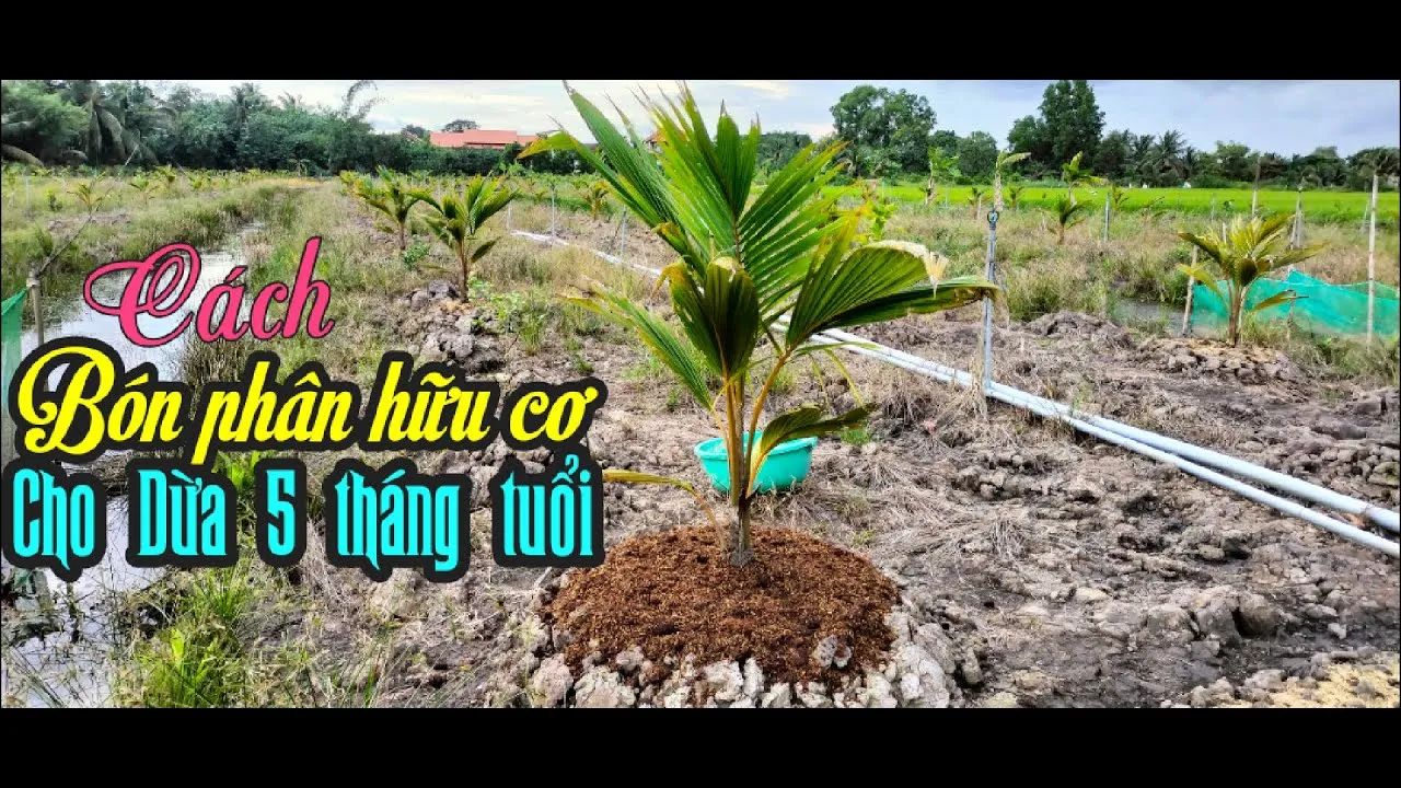 Bổ sung dinh dưỡng định kỳ là bí quyết để dừa xiêm lùn trong chậu sai quả và ngọt nước