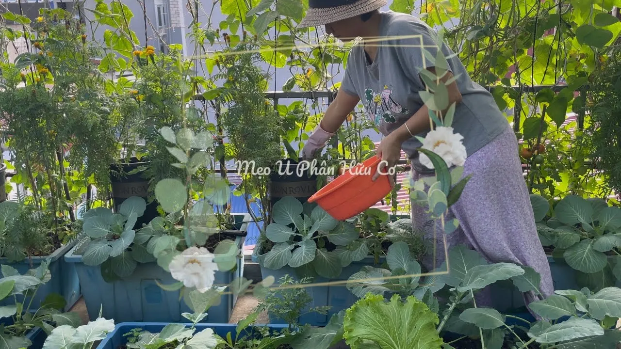Bón phân hữu cơ định kỳ giúp rau sam duy trì màu xanh mướt và hàm lượng dinh dưỡng cao