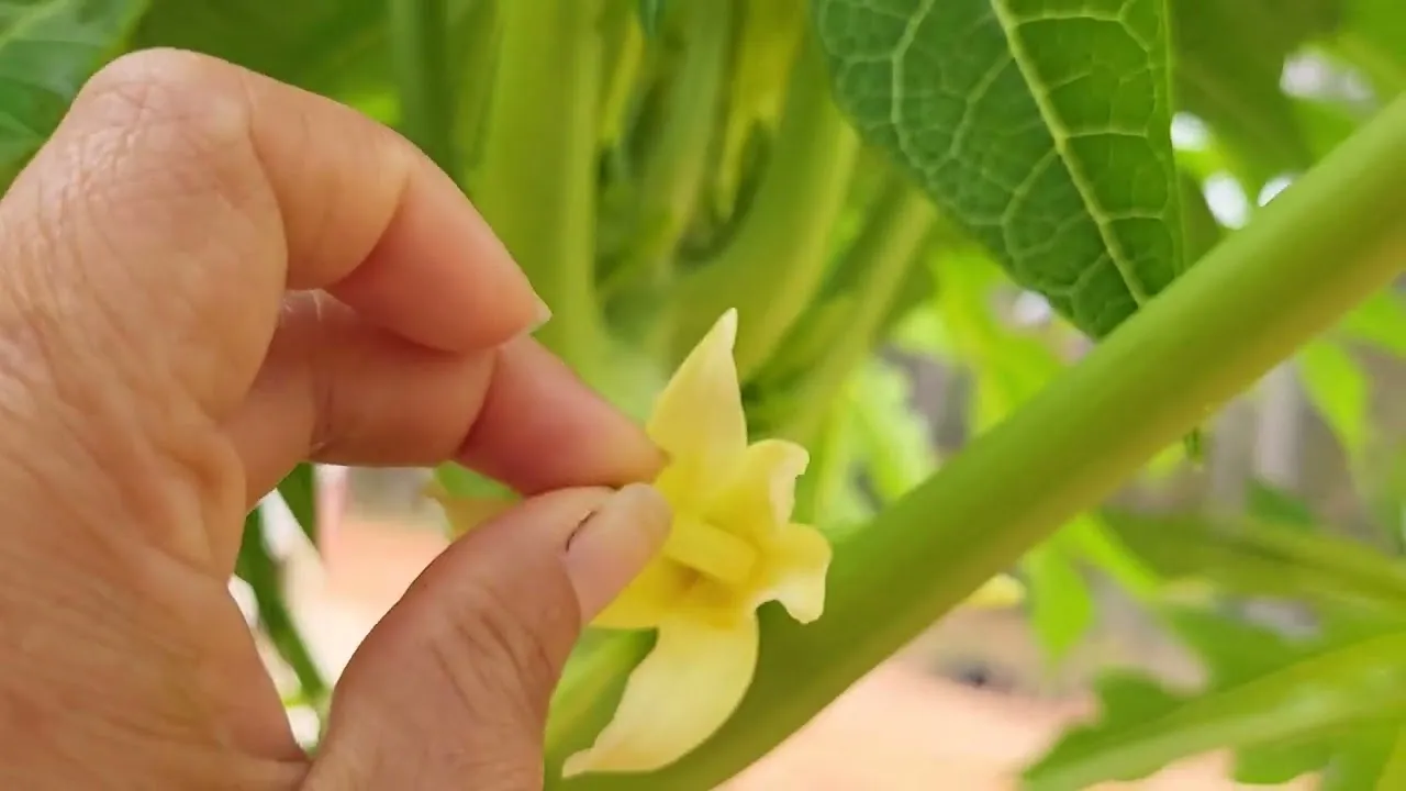 Thụ phấn nhân tạo giúp tăng tỷ lệ đậu quả cho đu đủ trồng ban công