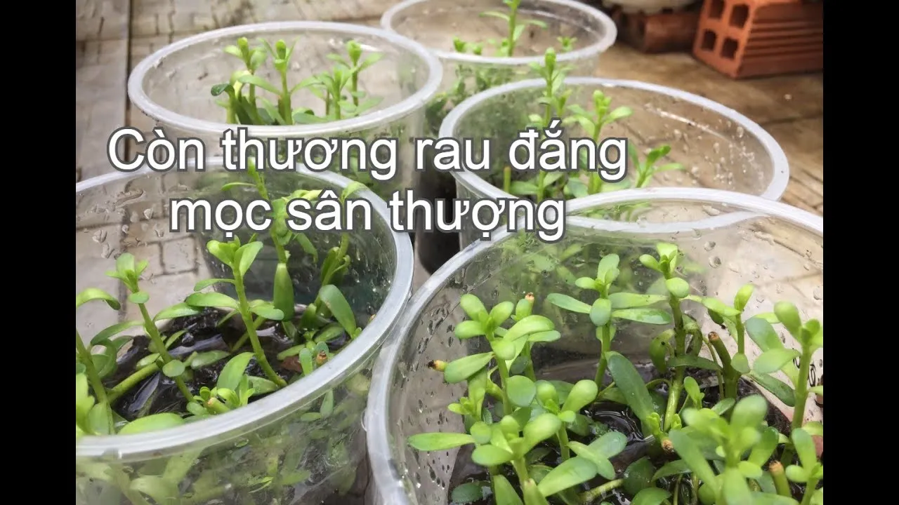 maxresdefault-45 Trồng rau đắng rừng trong chậu nhựa là giải pháp bảo vệ sức khỏe tiện lợi cho gia đình