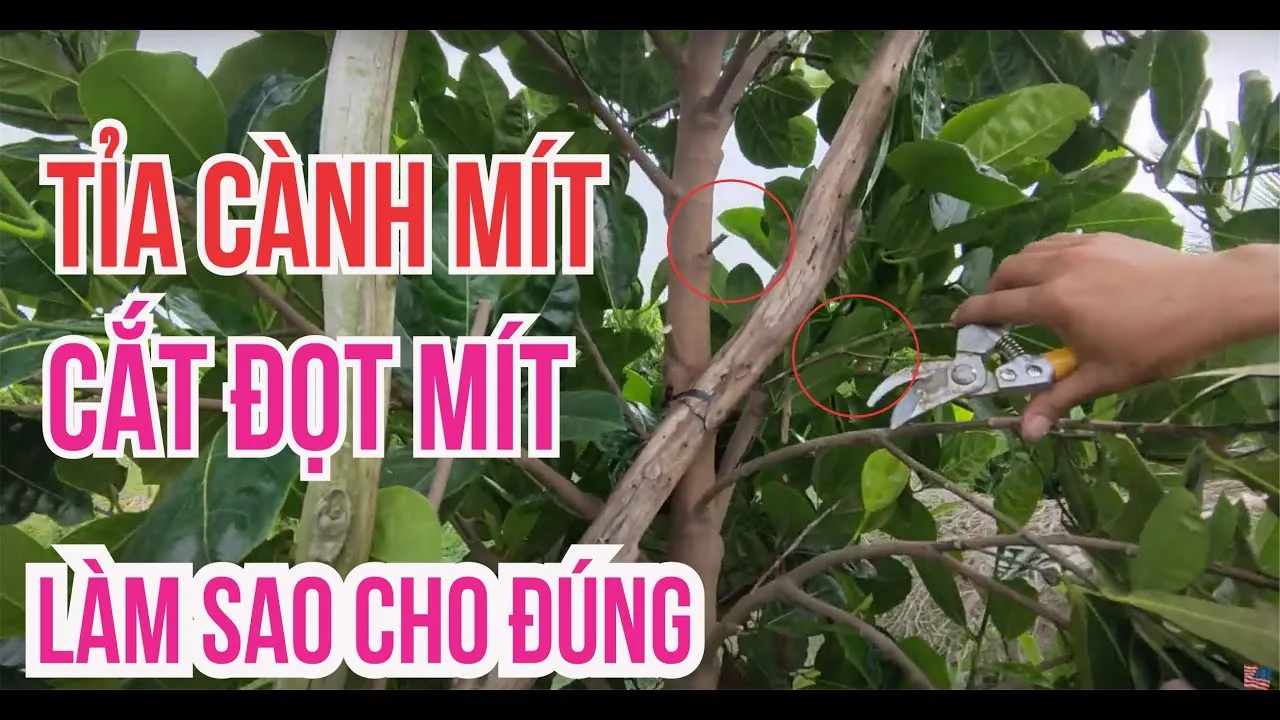 Việc cắt tỉa đúng cách giúp cây mít lùn tập trung dinh dưỡng nuôi trái và hạn chế sâu bệnh