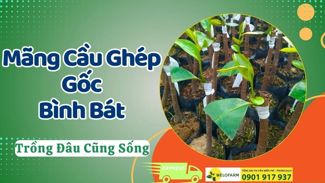 Gốc ghép khỏe mạnh giúp cây mãng cầu xiêm thích nghi tốt với môi trường hạn chế của chậu
