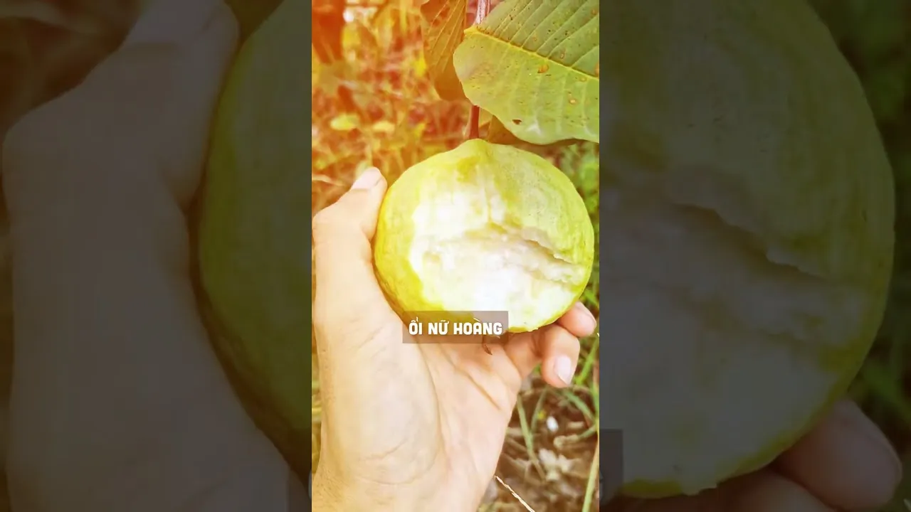 Giống ổi lê đào vàng ruột là sự lựa chọn hoàn hảo cho không gian nhỏ hẹp