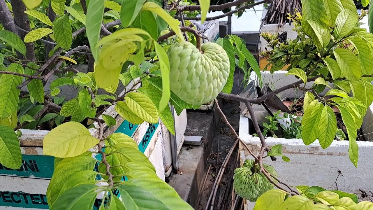 Kỹ thuật cắt tỉa đúng cách giúp cây mãng cầu ta tập trung dinh dưỡng nuôi quả và phòng tránh sâu bệnh