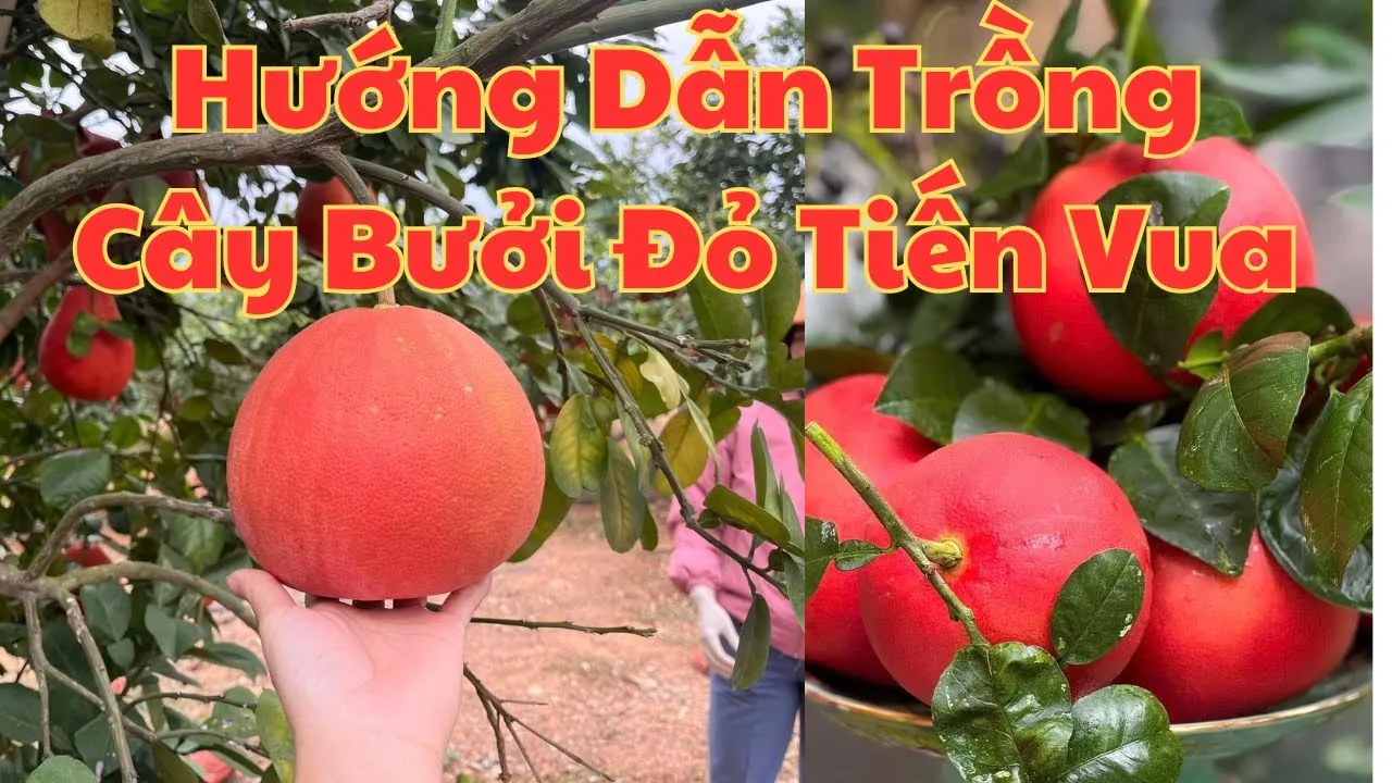 Giống bưởi đỏ mini là giải pháp xanh hoàn hảo cho không gian nhỏ hẹp