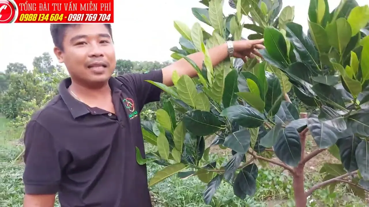 maxresdefault-60 Tỉa cành đúng kỹ thuật giúp cây tập trung dinh dưỡng nuôi những quả mít to và chất lượng nhất