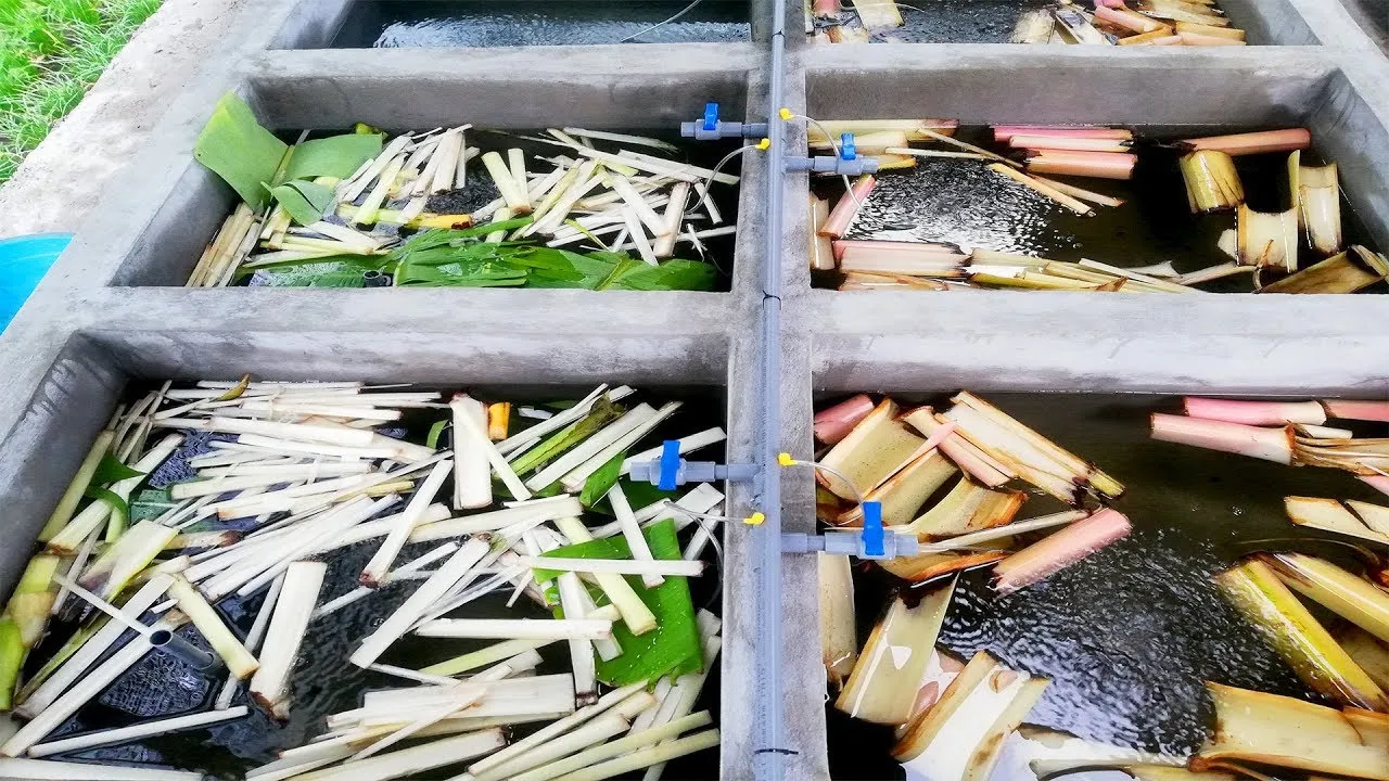 Sử dụng thân cây chuối là phương pháp truyền thống và hiệu quả để khử kiềm cho bể xi măng mới