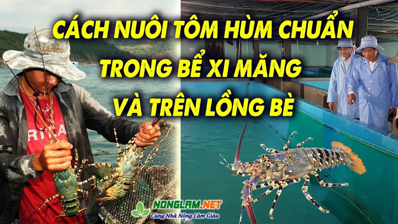 Mô hình nuôi tôm kim đỏ rực trong bể xi măng mini mang lại hiệu quả kinh tế cao