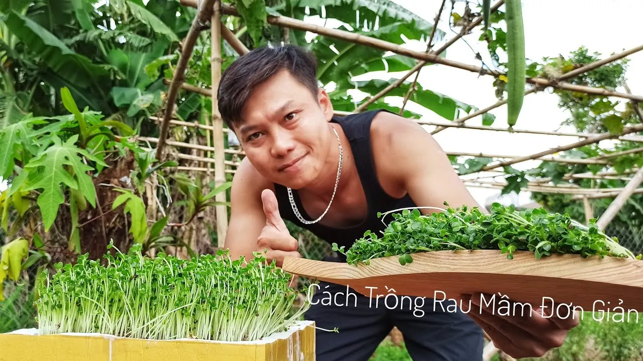 Thu hoạch rau mầm dễ dàng và sạch sẽ trên giá thể Phenolic Foam