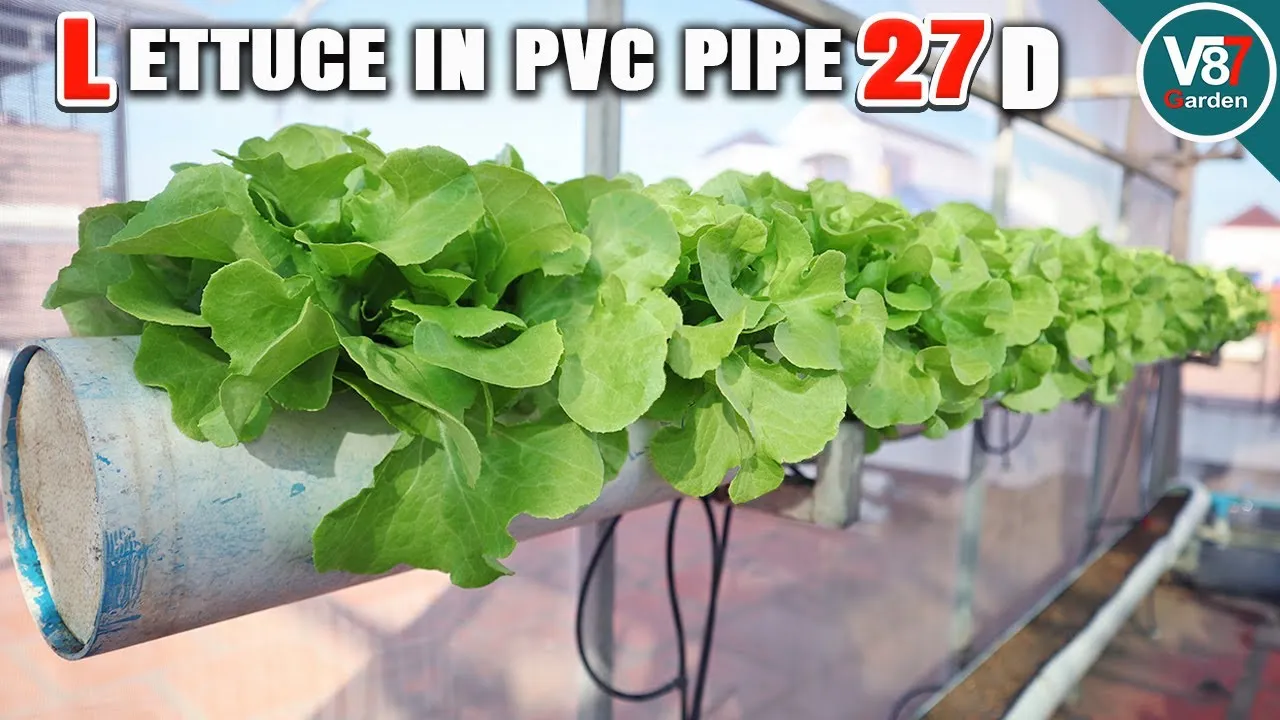 Cây trồng phát triển xanh tốt nhờ hệ thống cung cấp dinh dưỡng ổn định