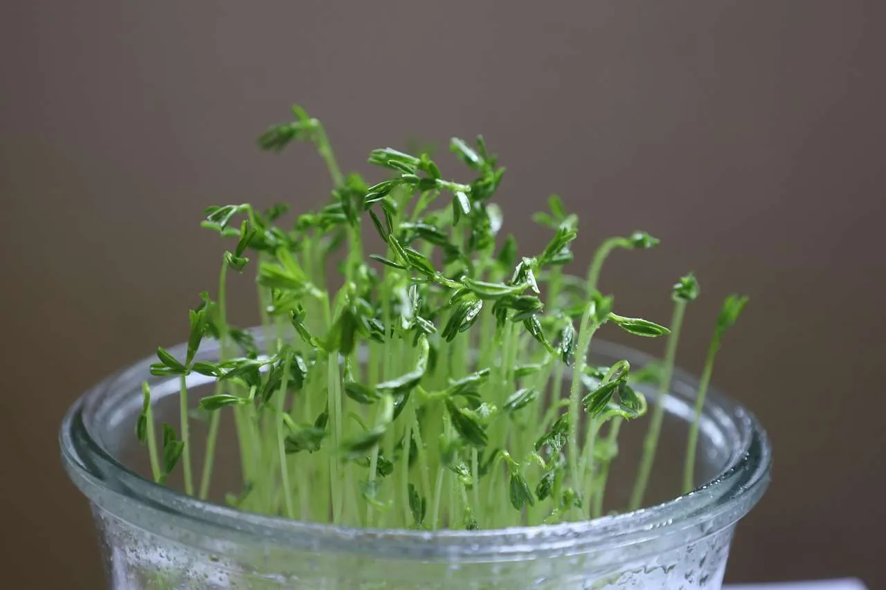 microgreen-on-papertowel Phương pháp trồng rau mầm sạch sẽ trên giấy ăn không cần dùng đất