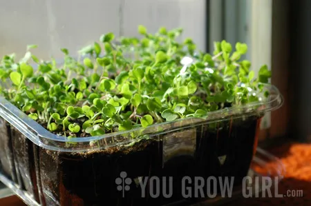 microgreens1 Rau mầm xanh mướt được trồng ngay tại cửa sổ bếp gia đình