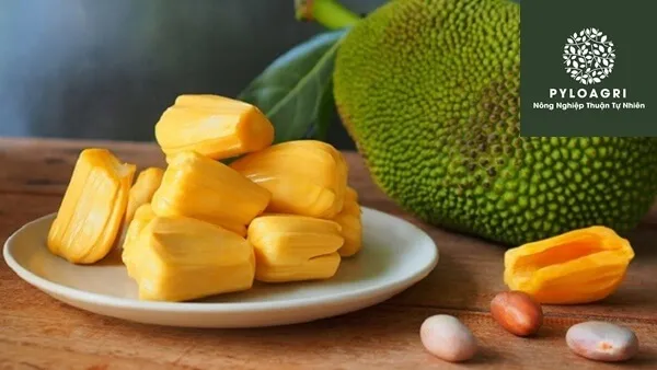 Chất lượng trái mít lùn siêu sớm với múi vàng óng giòn ngọt và ít sơ