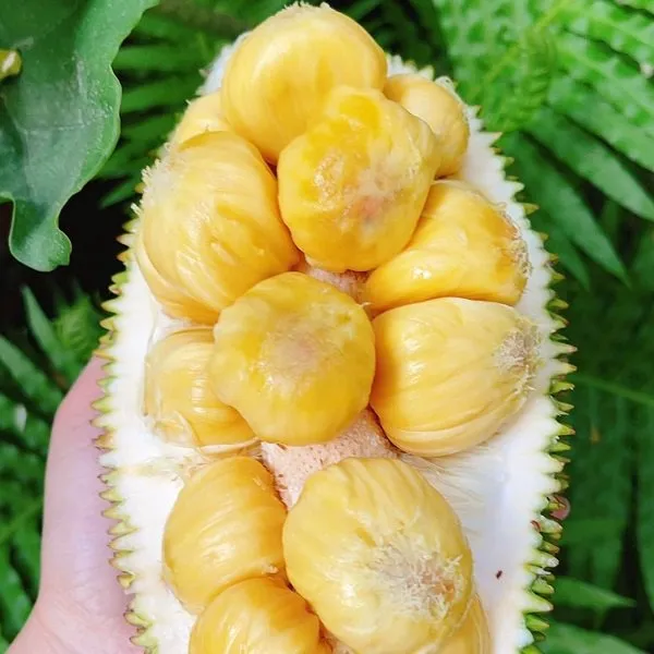 Hương vị thơm ngon và màu sắc bắt mắt của mít tố nữ lùn là điểm thu hút người trồng