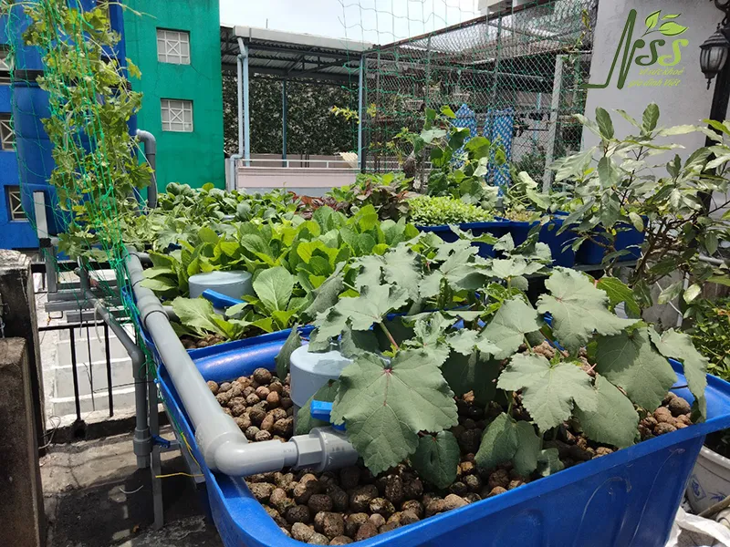 Mô hình tổng quan hệ thống Nuôi Tôm Suối Rau Sạch Kết Hợp Tôm Suối Aquaponics Xanh