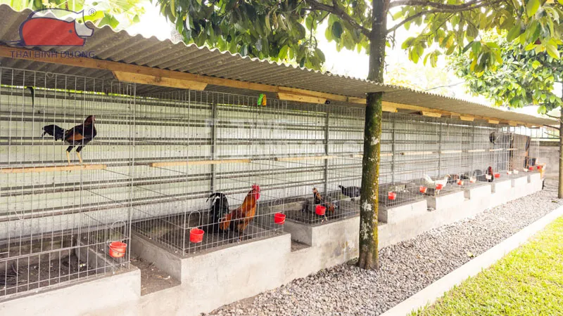 Thiết kế chuồng trại khoa học giúp quản lý đàn gà hiệu quả