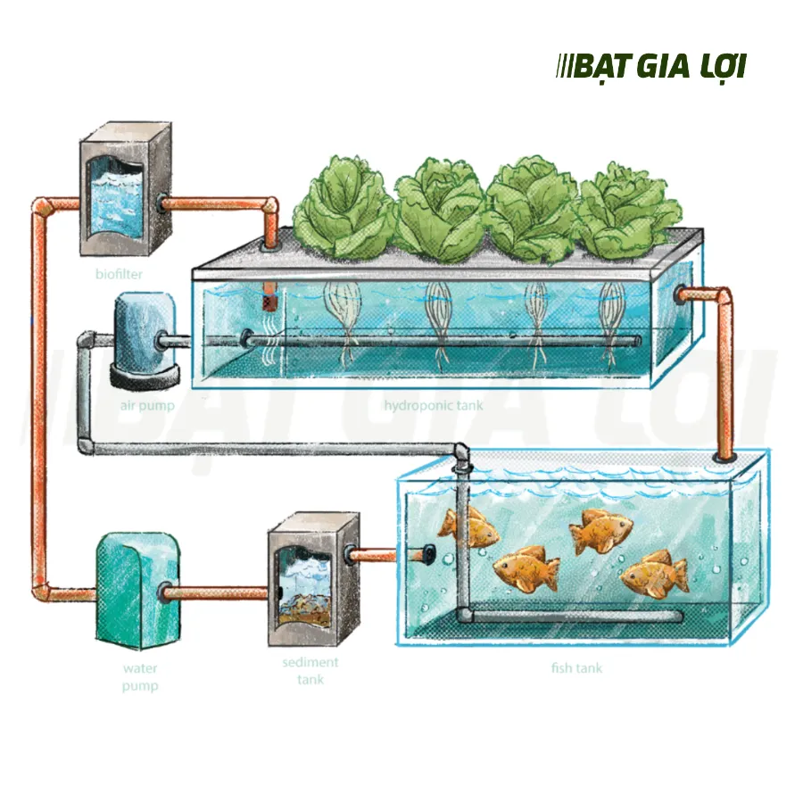 Mô hình Nuôi Tôm Aladin Rau Sạch Kết Hợp Tôm Aladin Aquaponics Thông Minh mang lại nguồn thực phẩm an toàn