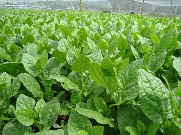 mong-toi-thuy-canh1 Sản phẩm rau mồng tơi vằn Hydro chất lượng cao được canh tác trong môi trường khép kín