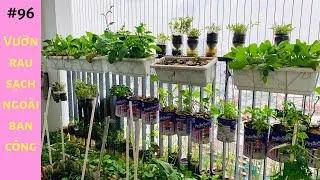 Mô hình trồng cải ngọt trên ban công giúp tối ưu không gian sống xanh