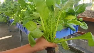 Rau cải mơ thủy canh có bẹ dày và độ giòn ngọt vượt trội so với phương pháp trồng truyền thống