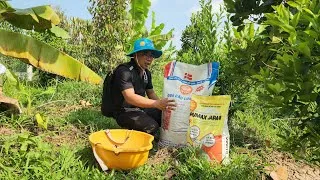 Quy trình bón phân đúng kỹ thuật giúp mít Ngọc Miên phát triển bền vững