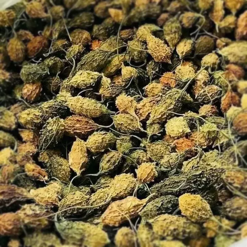 Lựa chọn mướp đắng đỏ sạch là yếu tố quyết định đến sự an toàn và hiệu quả điều trị