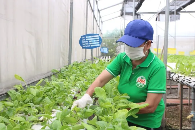 Hệ thống canh tác rau bắp cải tím hydro sạch đạt tiêu chuẩn chất lượng cao
