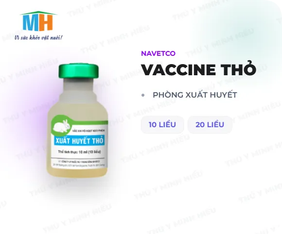 navetco-vaccine-tho-phong-xuat-huyet-10-lieu-20-lieu-3141 Công tác vệ sinh và tiêm phòng định kỳ giúp bảo vệ đàn thỏ khỏi các dịch bệnh nguy hiểm