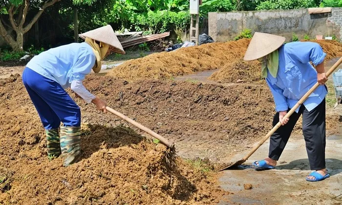 ndan Kiểm tra giá thể định kỳ giúp phát hiện sớm các vấn đề về nấm bệnh
