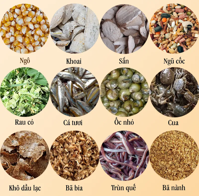 Sự kết hợp giữa ngũ cốc và rau xanh giúp gà Tàu Vàng có màu mỏ và lông đẹp tự nhiên